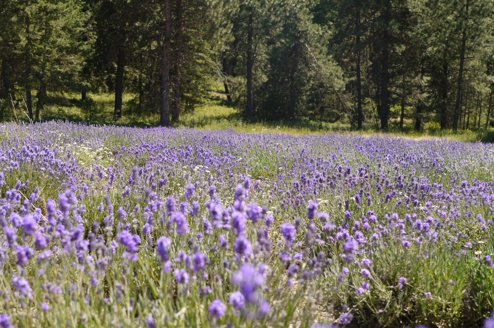 A lavender field stretching to the treeline, with pine woods beyond. Photographed by Shoko Shiraishi at the Young Living lavender farm in St. Maries, Idaho, July 2010.