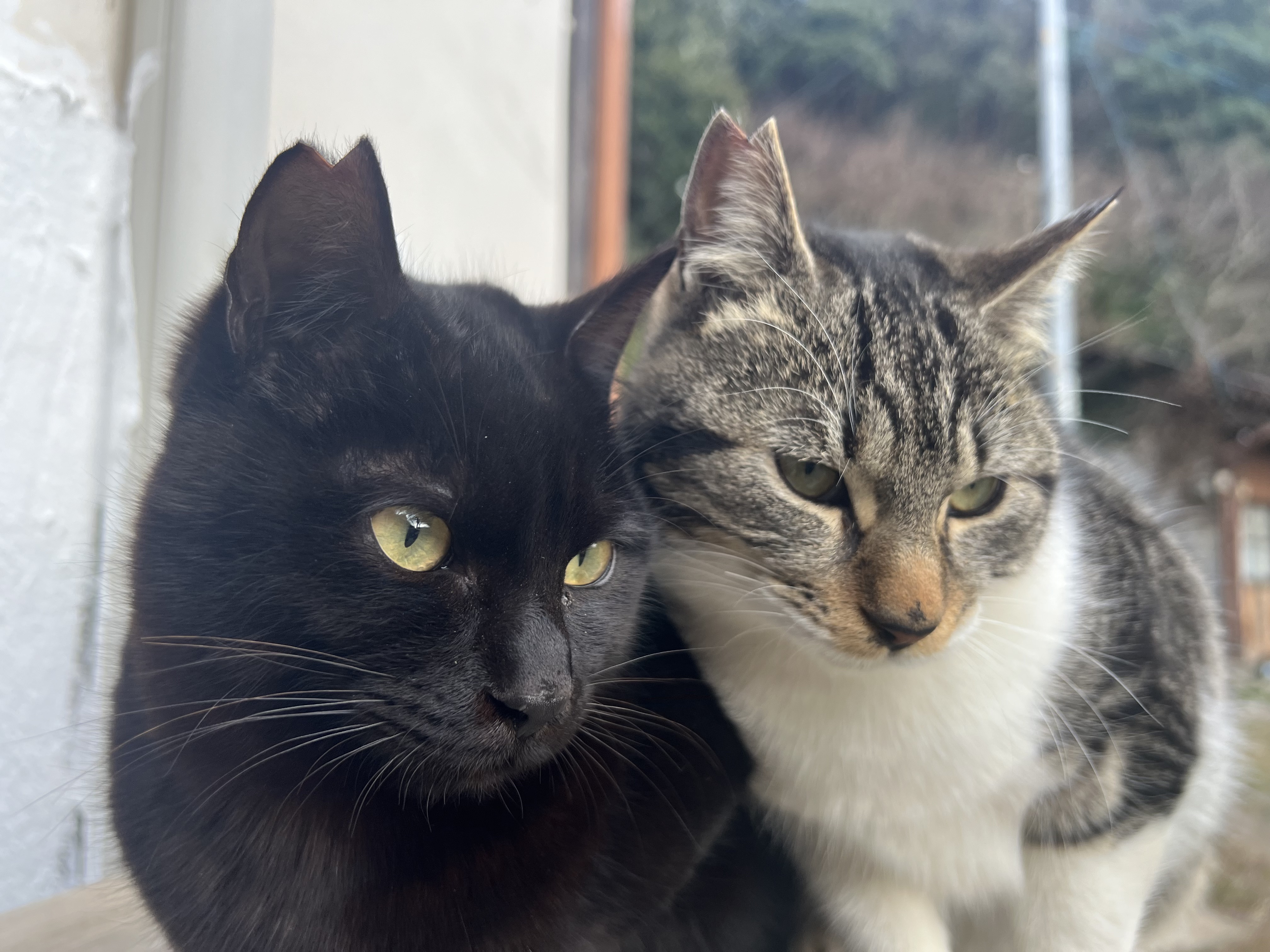 Green Cat's Scats